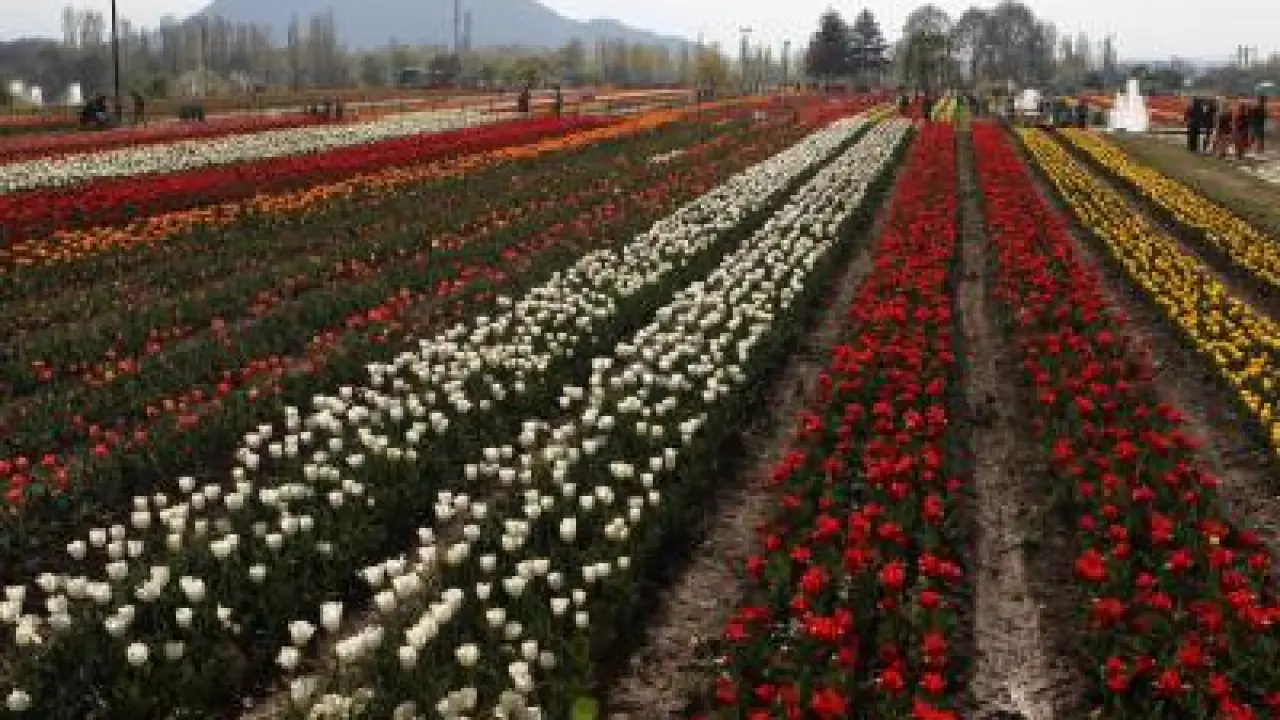 Horticulture Sector: A Pillar of Jammu and Kashmir's Economy