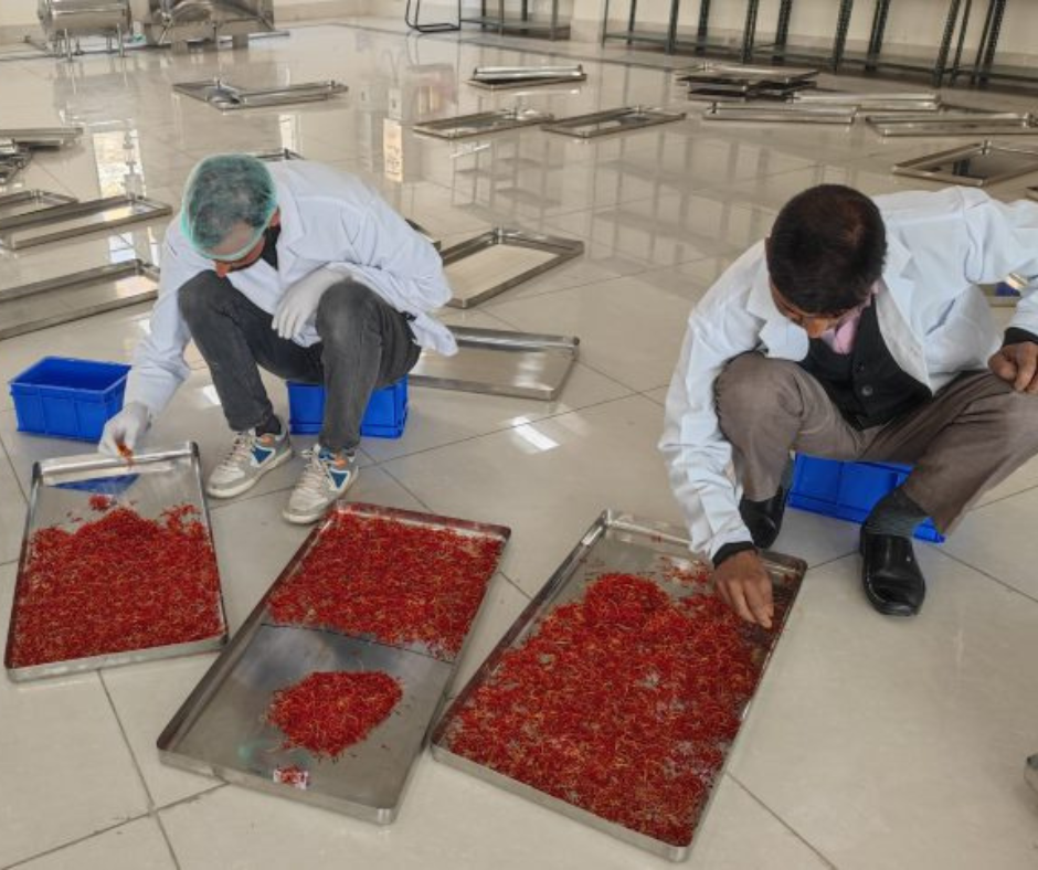 IIKSTC Pampore Transforms Kashmir Saffron Harvest with Advanced Processing Facilities