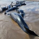 Tragic Mass Stranding: 157 Dolphins Beached on Remote Australian Shore