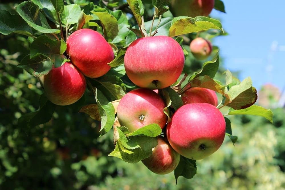 Kashmiri Apple Growers Rush to Market as Prices Surge Ahead of Ramadhan