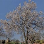 Above-Normal Temperatures Spark Early Bloom in Kashmir, Raising Agricultural Concerns
